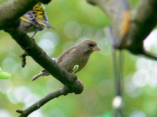 Grünfink, Weibchen