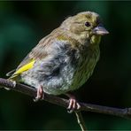 … Grünfink-Weibchen im Frühlicht ...