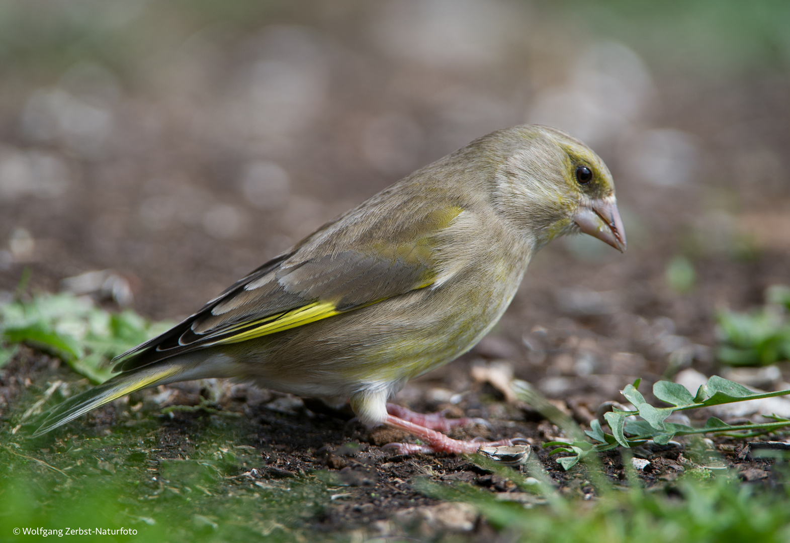 --- Grünfink weibl. ---  ( Carduelis chlorids )