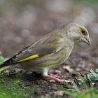 --- Grünfink weibl. ---  ( Carduelis chlorids )