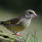 --- Grünfink weibl. --- ( Carduelis chloris )