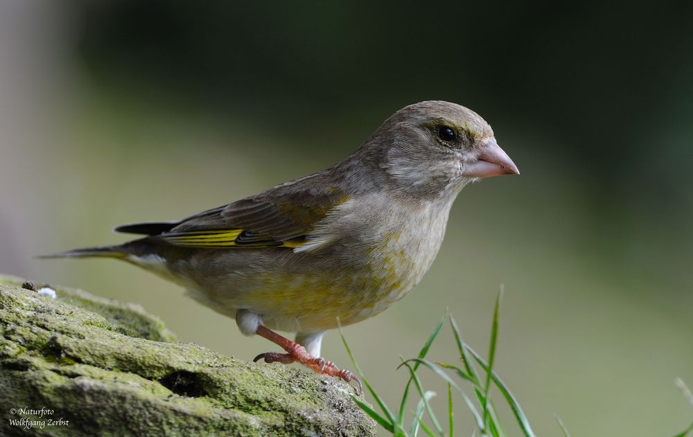 --- Grünfink weibl. --- ( Carduelis chloris )