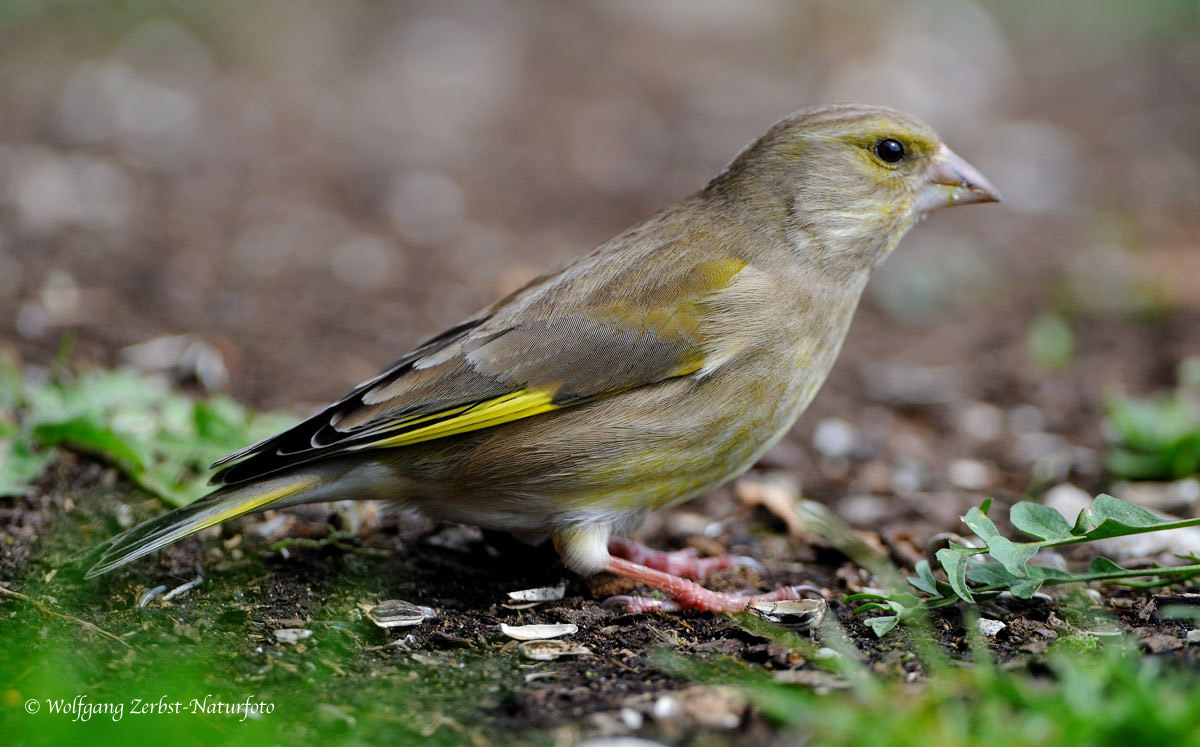 --- Grünfink weiblich --- ( Cardelis chloris )