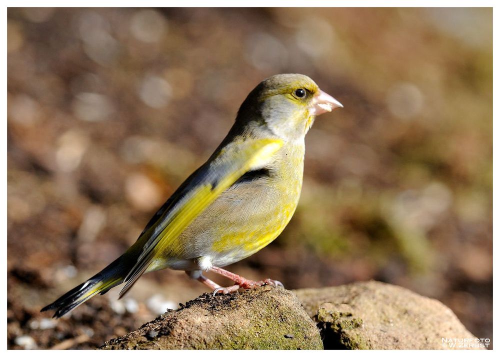 - Grünfink weiblich - ( Carduelis chloris )