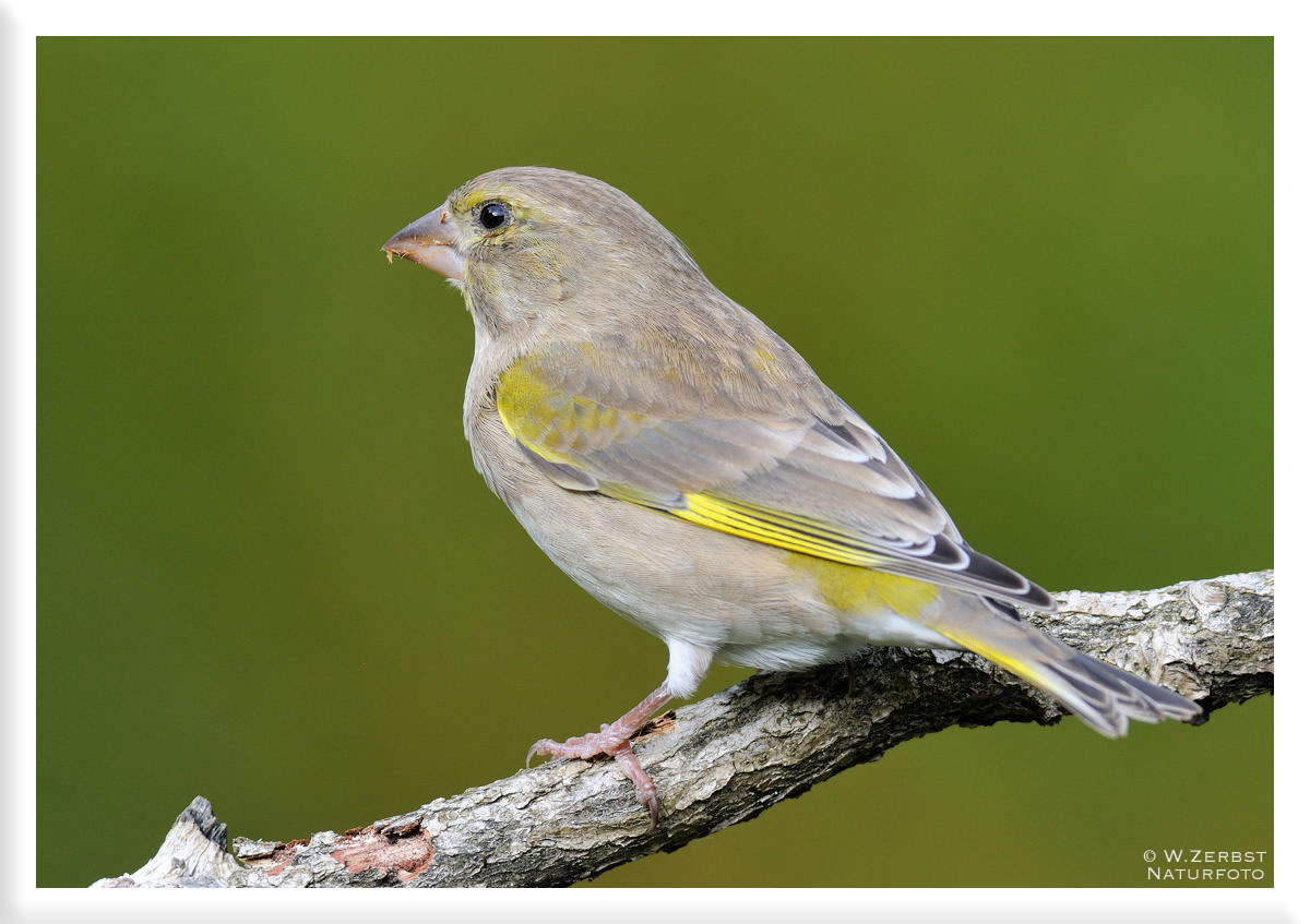 - Grünfink weiblich -          ( Carduelis chloris )