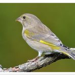 - Grünfink weiblich -          ( Carduelis chloris )