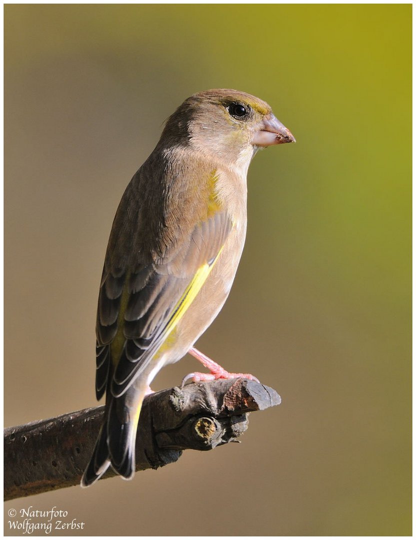 --- Grünfink, weiblich --- ( Carduelis chloris )