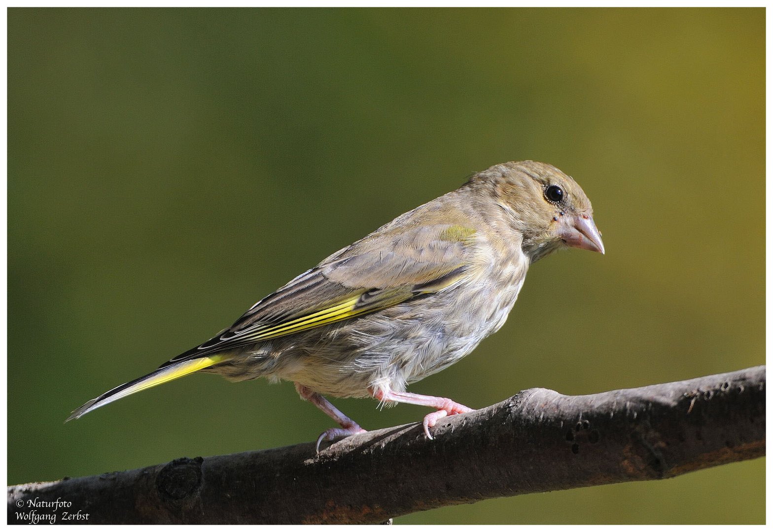 --- Grünfink , weiblich ---      ( Carduellis chloris )