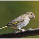 --- Grünfink , weiblich ---      ( Carduellis chloris )