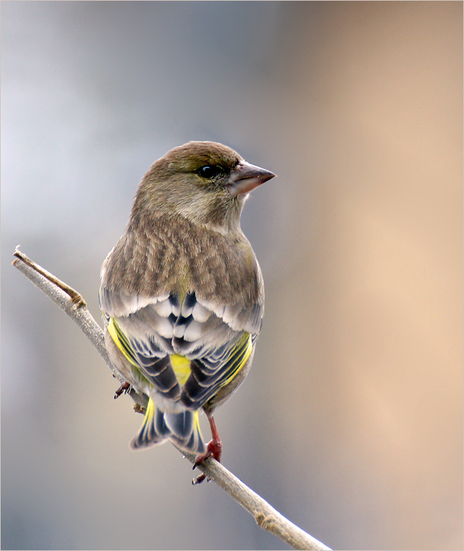 Grünfinkdame (Chloris chloris)