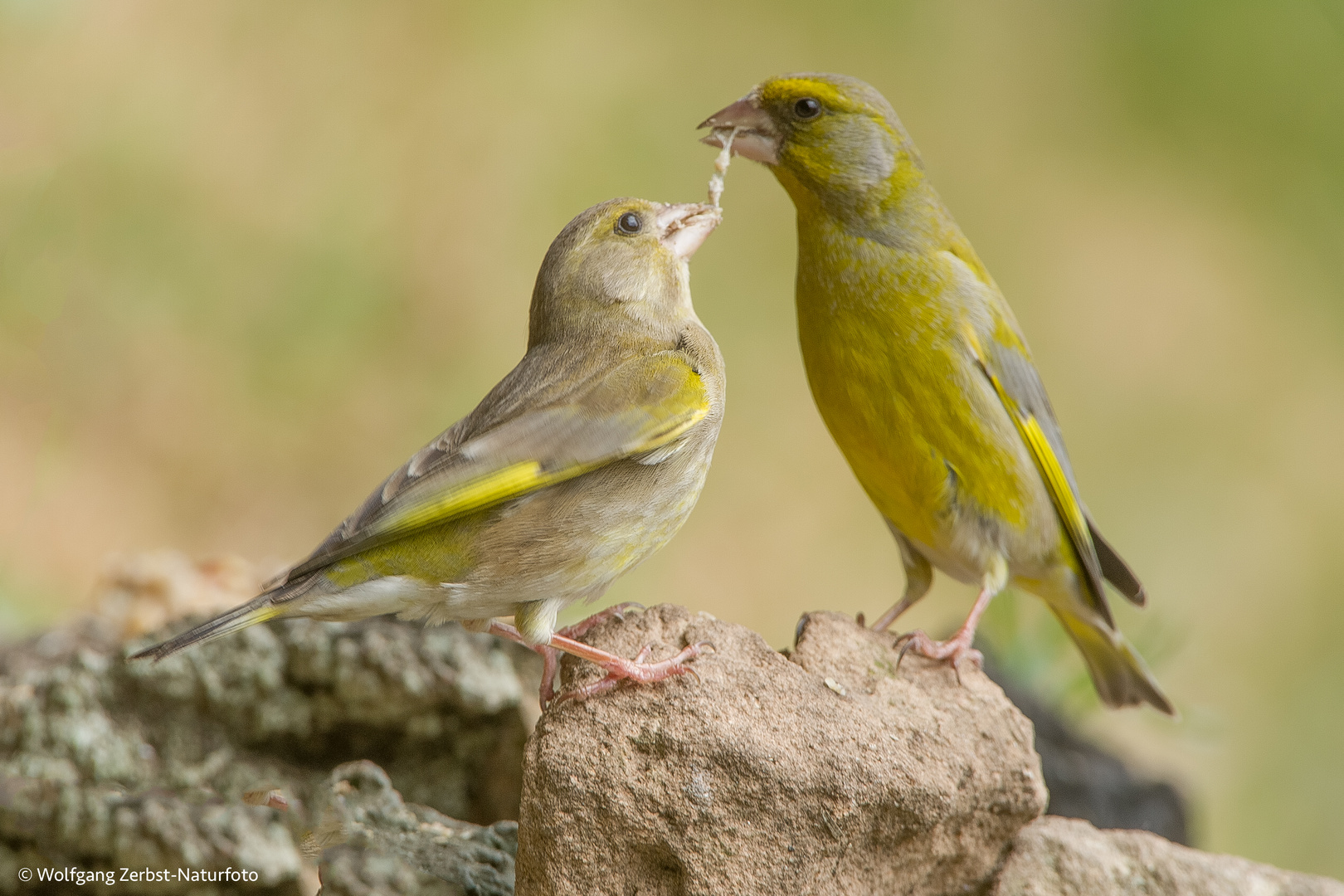 Grünfinken ( Carduelis chloris )