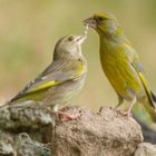 Grünfinken ( Carduelis chloris )