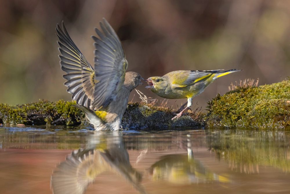 Grünfinken... Foto & Bild | tiere, wildlife, wild lebende vögel Bilder ...