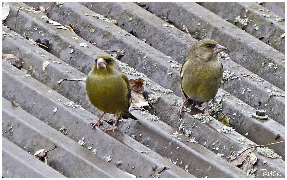 Grünfinken im Garten Foto & Bild | tiere, wildlife, wild lebende vögel ...