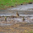 Grünfinken +Kernbeißer an der Tränke - Naturdoku