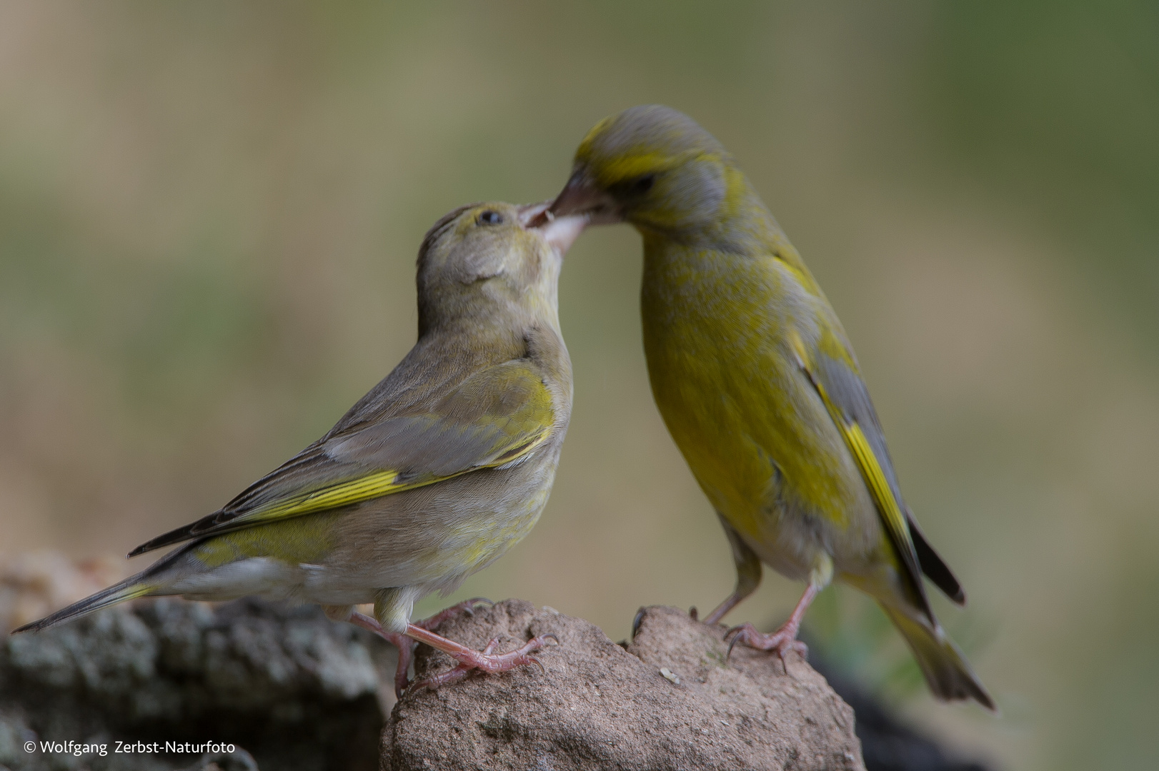 --- Grünfinken Paar ---  ( Carduelis cannabina )