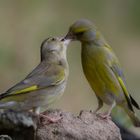 --- Grünfinken Paar ---  ( Carduelis cannabina )