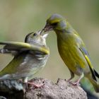 --- Grünfinken Paar ---   ( Carduelis cloris )