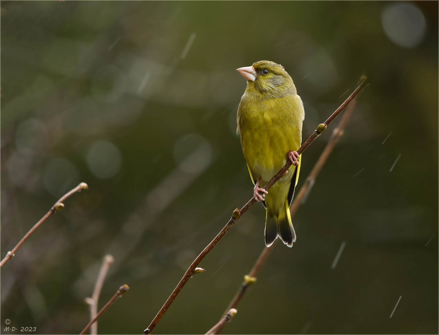 Grünfinkenhahn im Regen.