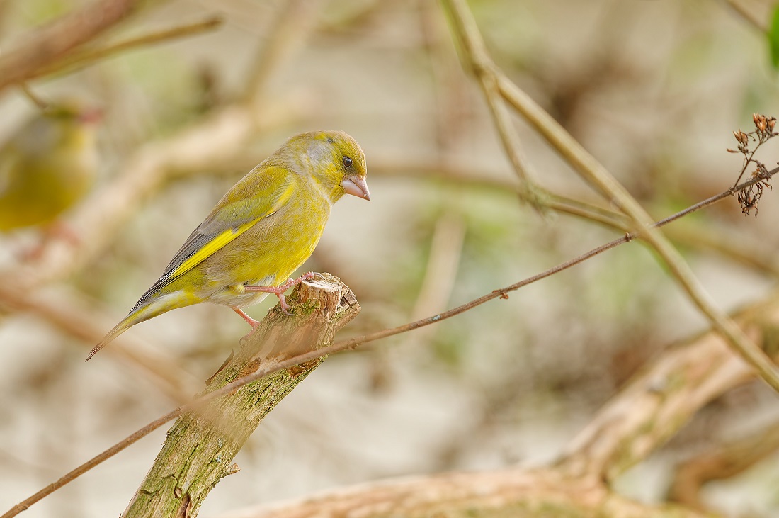 Grünfinkmännchen in unserem Garten