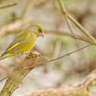 Grünfinkmännchen in unserem Garten