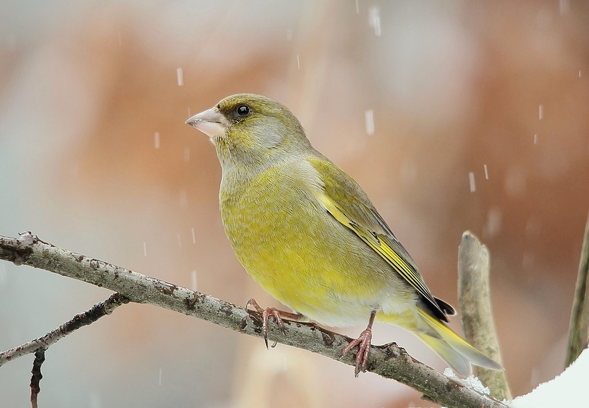 Grünfinkmann in Schneetreiben