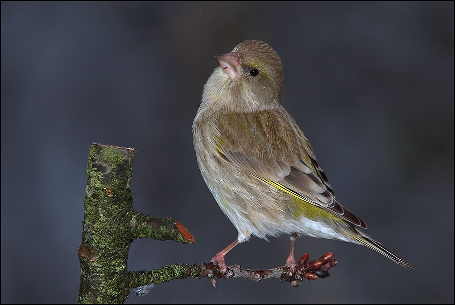 Grünfinkweibchen (Carduelis chloris)