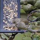 Grünfinkweibchen jetzt auch am Futterhaus