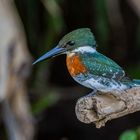 Grünfischer (Green Kingfisher)