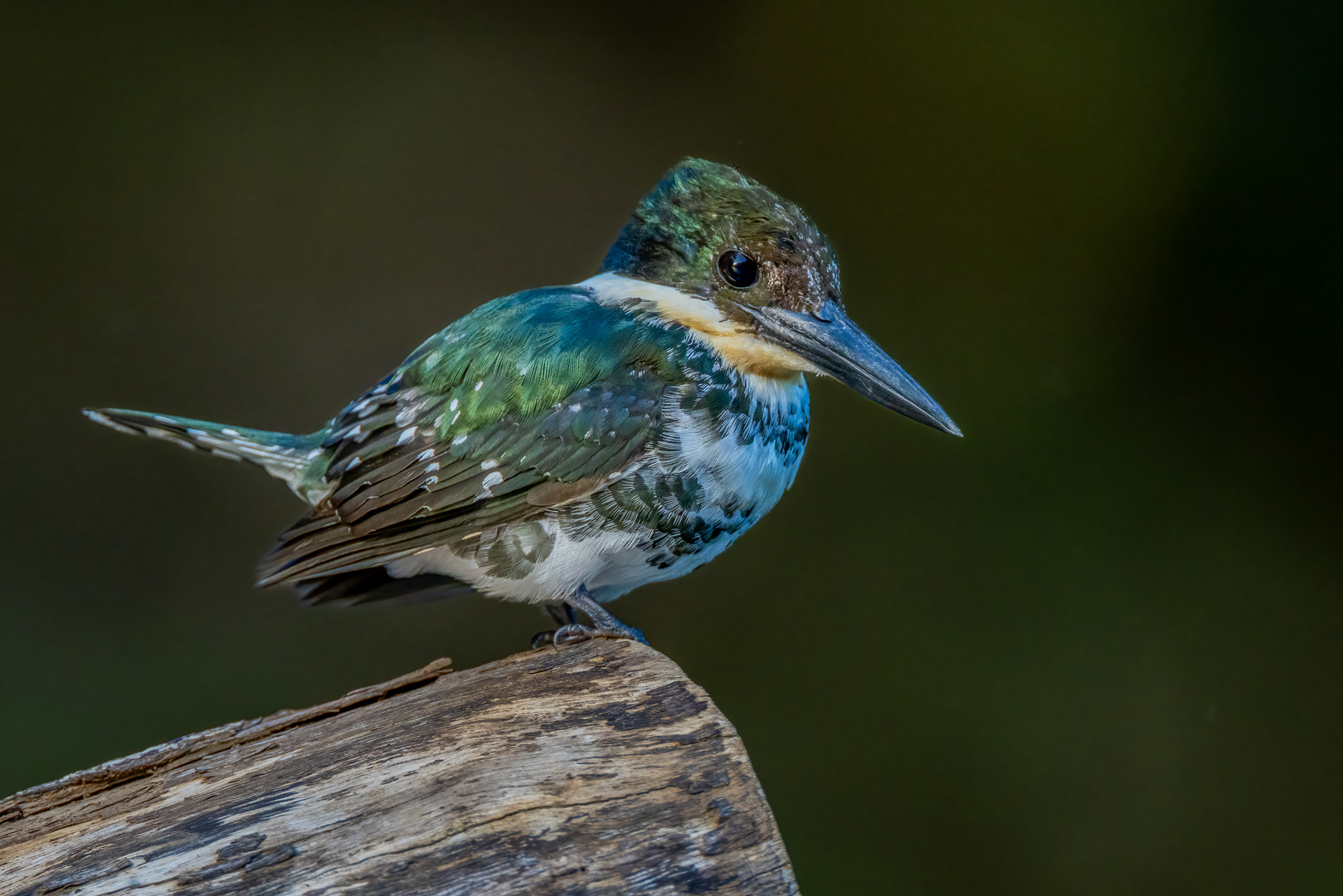 Grünfischer (Green Kingfisher)