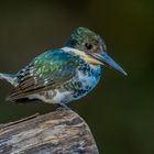 Grünfischer (Green Kingfisher)