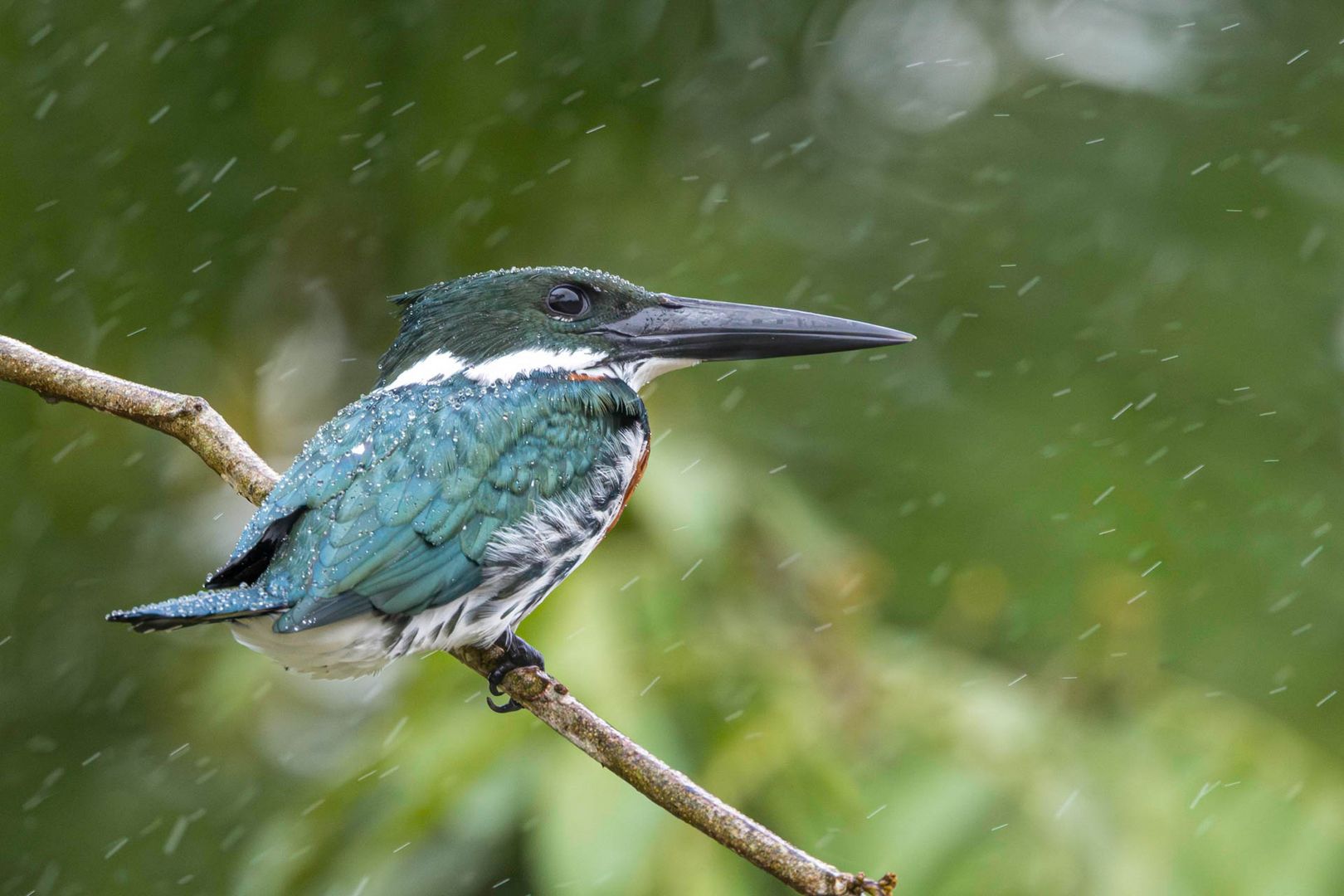 Grünfischer im Regen / Green Kingfisher in the rain