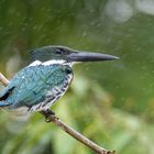 Grünfischer im Regen / Green Kingfisher in the rain