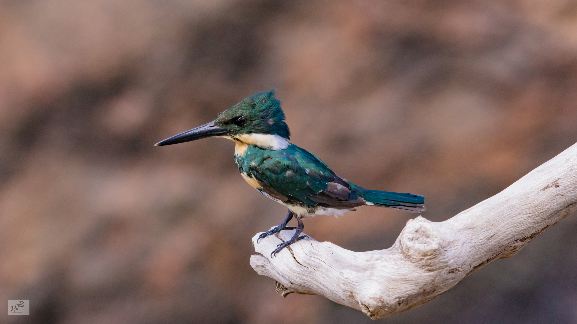 Grünfischer weibl. (Chloroceryle americana)  