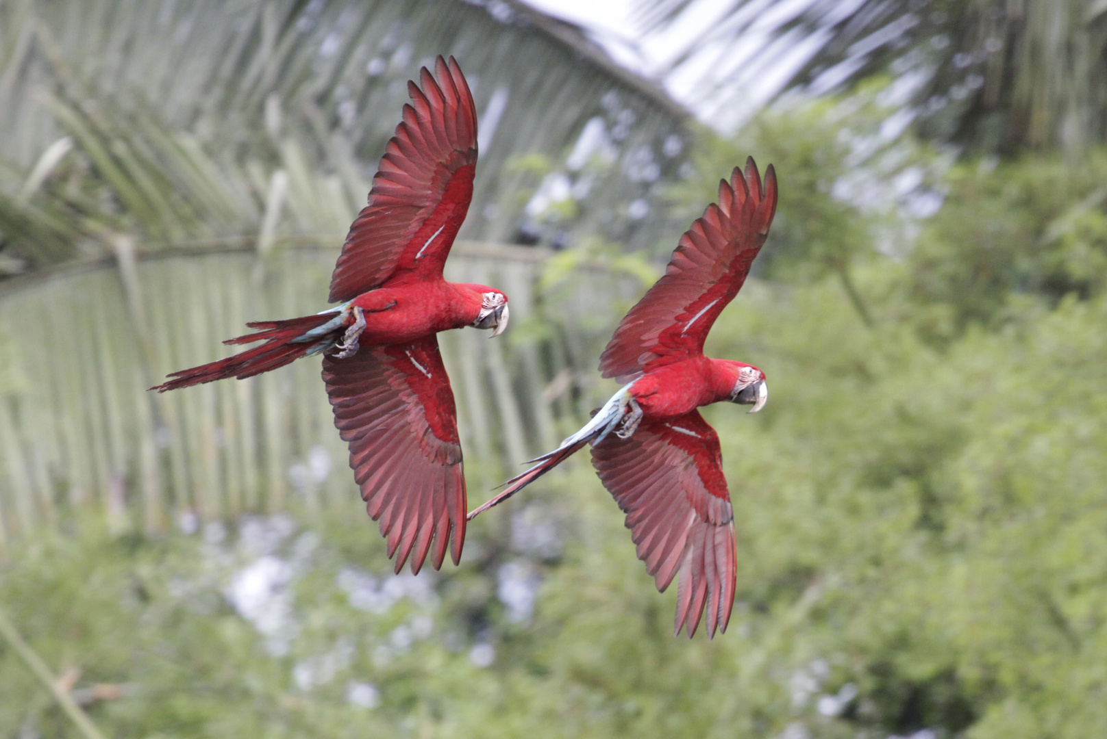 Grünflügel-Ara auf dem Weg in Amazonas von Peru