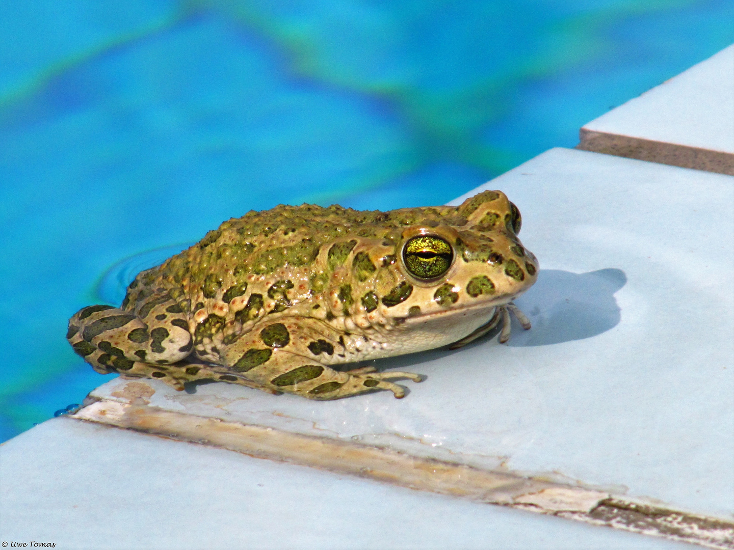 Grünfrosch