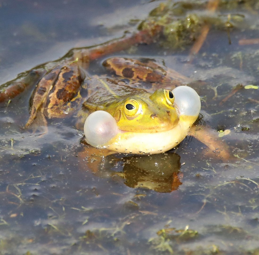 Grünfrosch