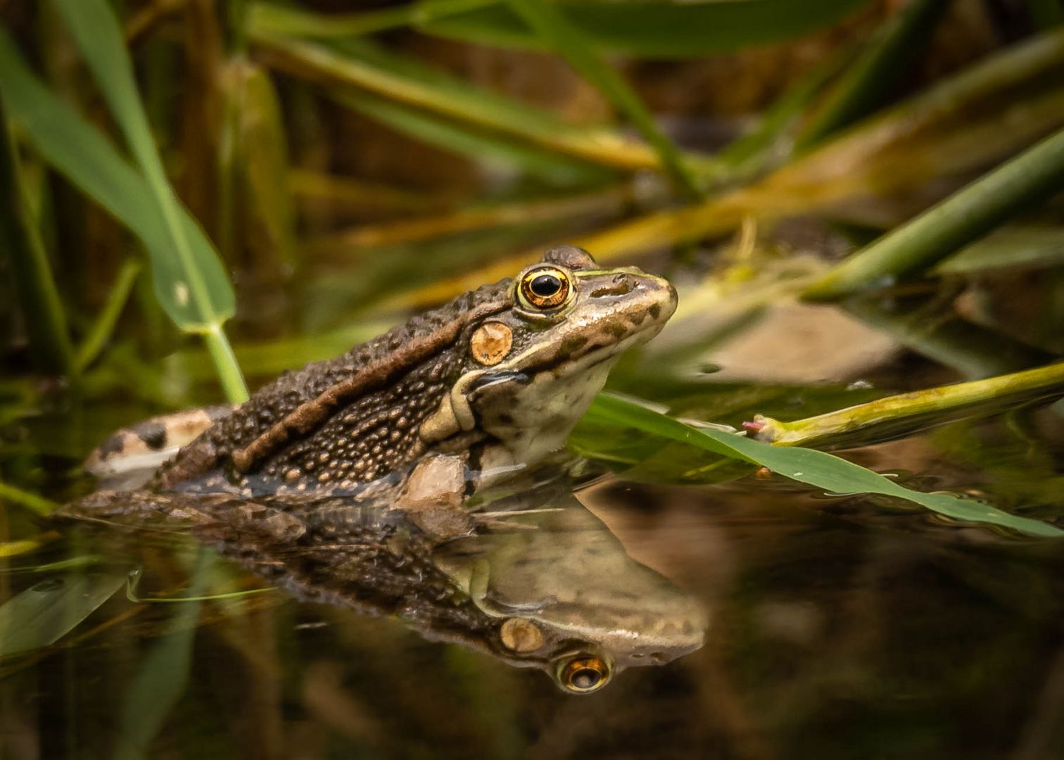 Grünfrosch