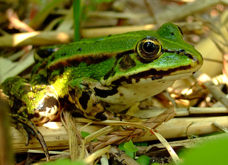 Grünfrosch