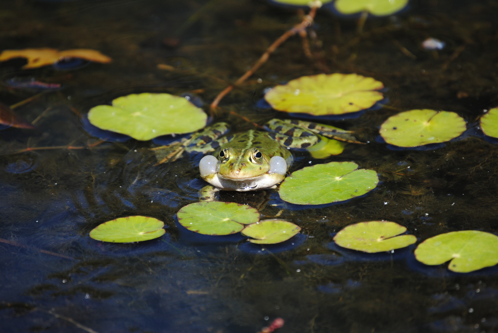 Grünfrosch