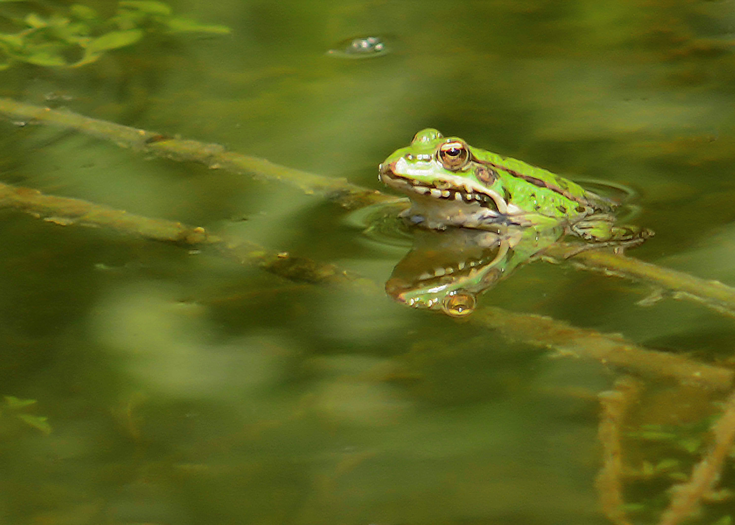 Grünfrosch