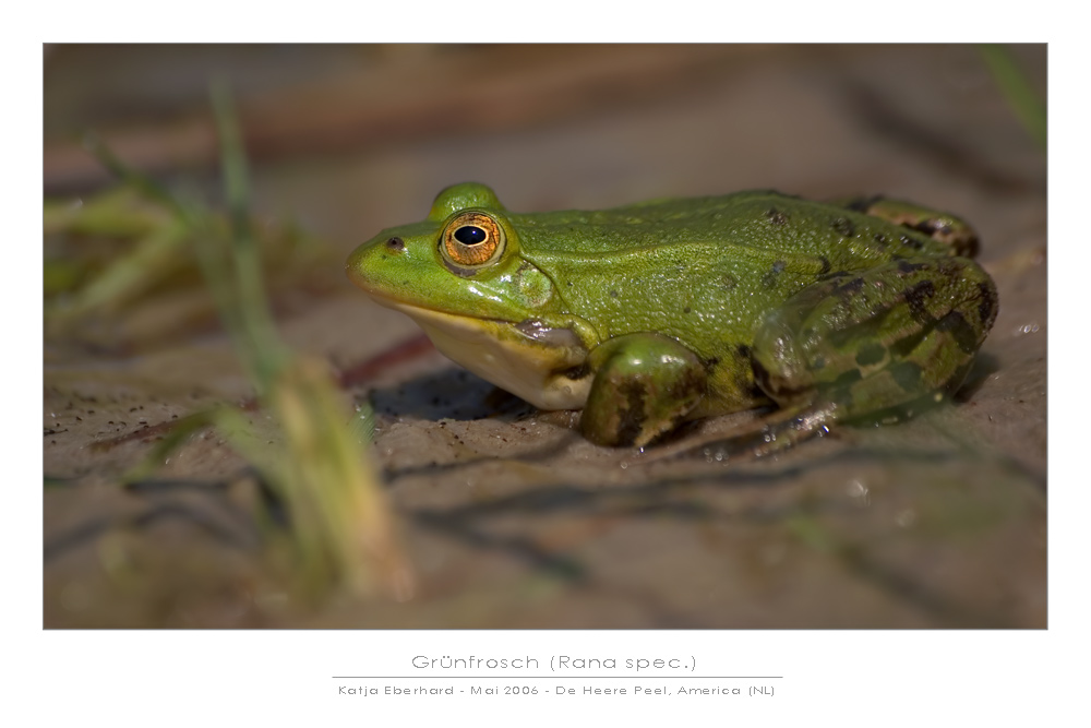 Grünfrosch