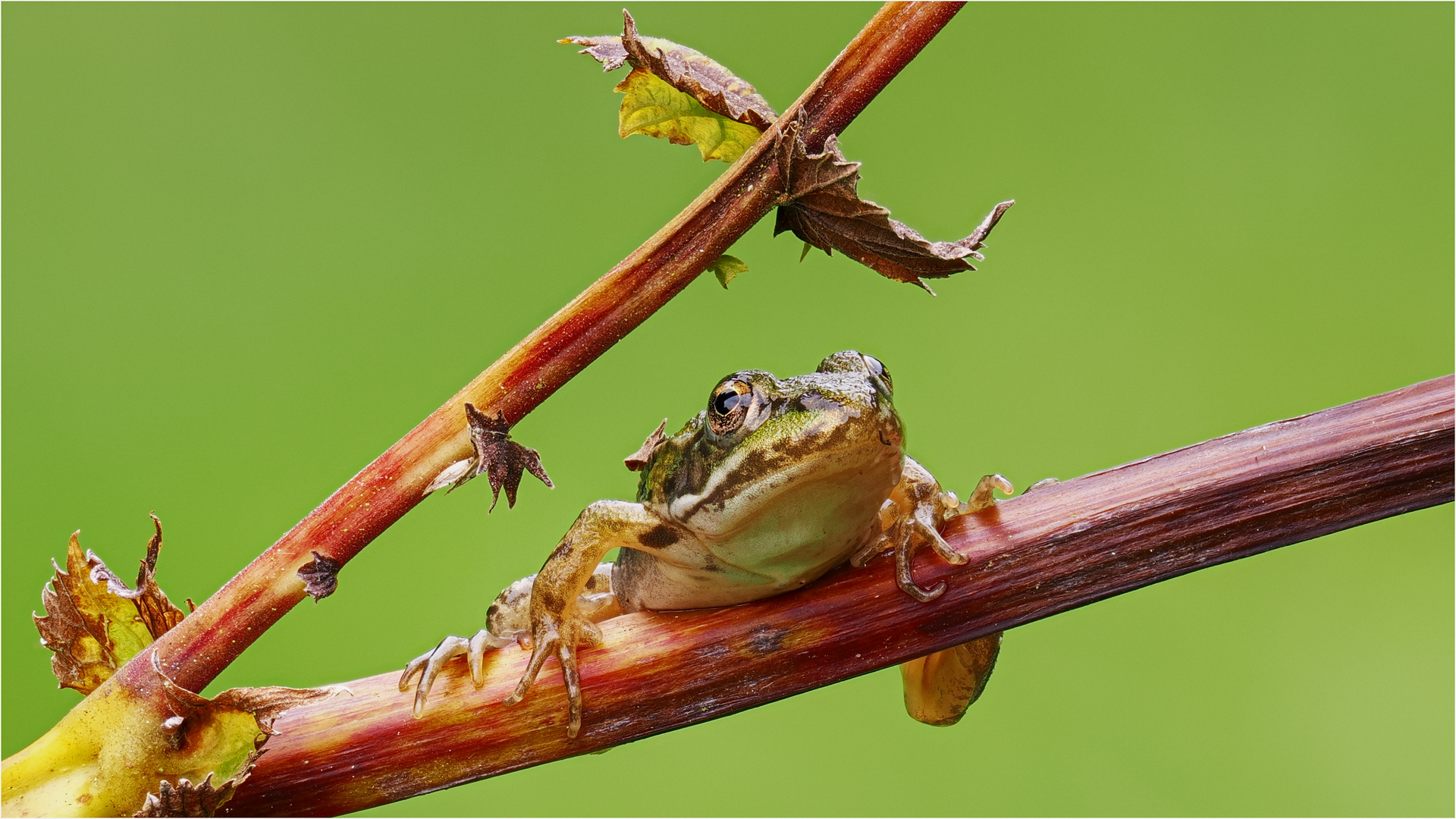 Grünfrosch