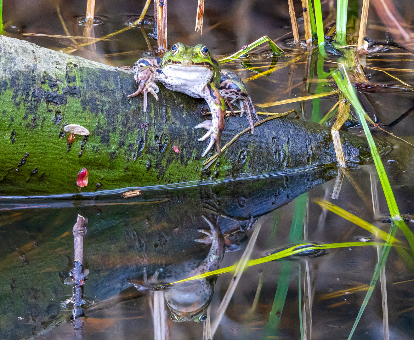 Grünfrosch auf einem Ast mit Spiegelung im Wasser