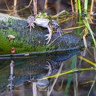Grünfrosch auf einem Ast mit Spiegelung im Wasser