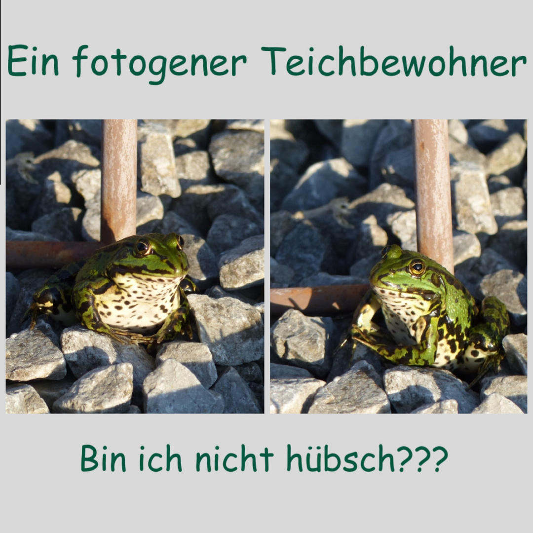 Grünfrosch beim Sonnenbad