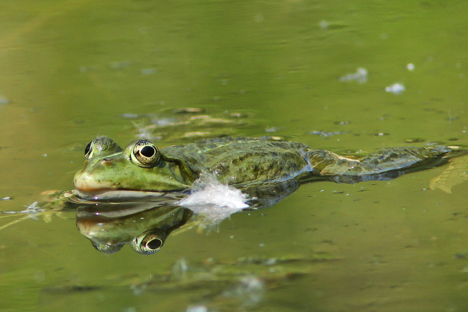 Grünfrosch