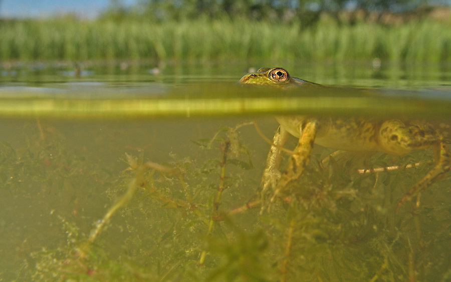 Grünfrosch