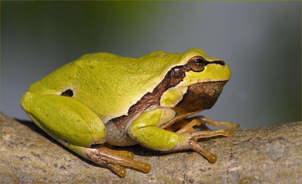 Grünfrosch