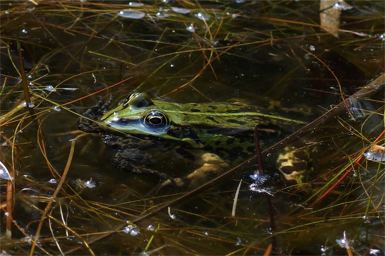 Grünfrosch frisst Rotbauchunke!!!! Seltener Anblick